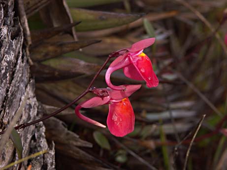 a photo
of a wildflower taken at the top of roraima